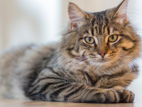 Mačky viac mňaukajú na mužov než na ženy. Vedci odhalili prekvapivé rozdiely v komunikácii