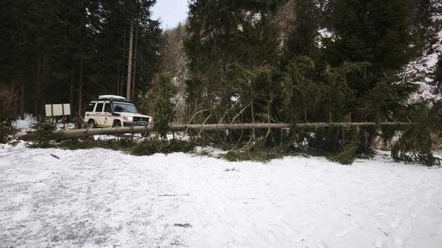 Víchrica v Tatrách. Padajúci strom zasiahol skupinku turistov