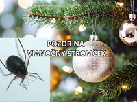 Skontrolujte si aj svoj vianočný stromček. Môže tam byť invazívny škodca