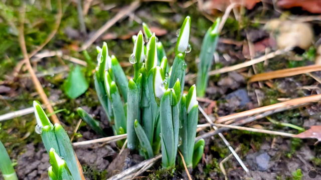 Príroda je pomýlená. U našich susedov začínajú kvitnúť snežienky na Vianoce