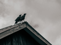 Epidémii, ktorá zdecimovala Európu, mohla dopomôcť erupcia sopky