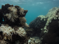 Pestrofarebným útesom je koniec. Nádhera pod vodou úplne zosivela