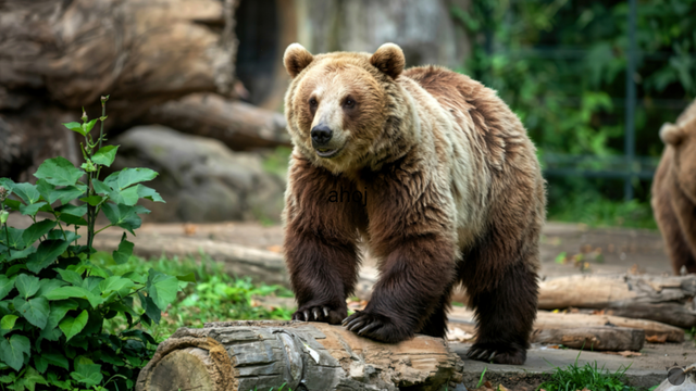 Konečne sa ochladilo. Vyhovuje to aj niektorým zvieratám v ZOO