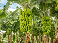 Klíma posúva hranice. V Európe sa po novom pestujú banány aj kávovníky