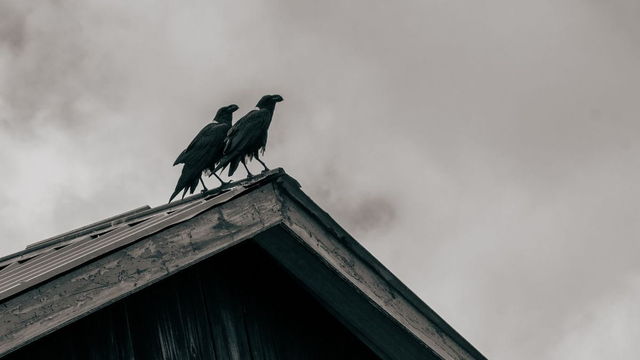 Epidémii, ktorá zdecimovala Európu, mohla dopomôcť erupcia sopky