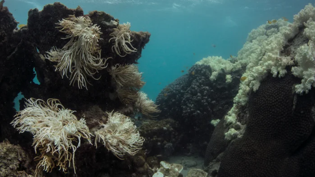Pestrofarebným útesom je koniec. Nádhera pod vodou úplne zosivela