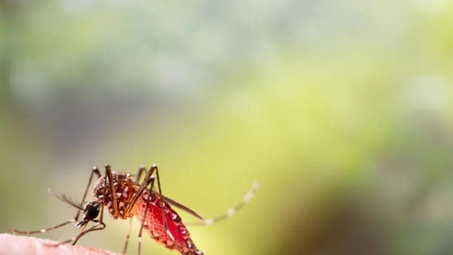 Prenáša veľa nebezpečných chorôb a teraz sa môže usadiť aj u nás