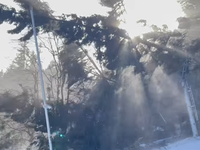 VIDEO: Víchrica úraduje. TAKTO popadali stromy ako zápalky