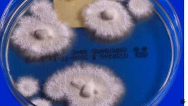 Európou sa šíri superpleseň. Môže to byť nová epidémia!