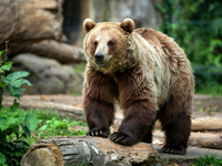 Konečne sa ochladilo. Vyhovuje to aj niektorým zvieratám v ZOO