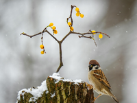 Tri dni mrazu, jeden sviatok a otázka, ktorú si kládli celé generácie: Je toto koniec zimy?