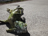 Nízke teploty opäť „uspali“ leguánov. Popadali aj zo stromov