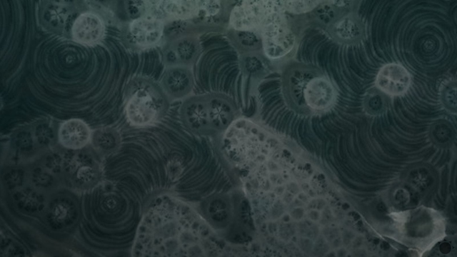 Nepozeráte sa na pleseň, ale na hladinu Dunaja: Čo spôsobilo tento prírodný úkaz?