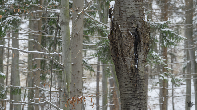 Mrazivé počasie v USA. Vydali výstrahu pred explodujúcimi stromami