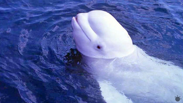 Historický moment: Vzácny morská ryba sa vrátila po 60 rokoch