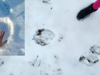 Medvede ešte nespia. Pod Tatrami upozorňujú na ich zvýšený pohyb