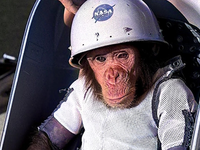 Tichý hrdina vesmíru: Príbeh šimpanza Hama, ktorý otvoril ľuďom cestu ku hviezdam