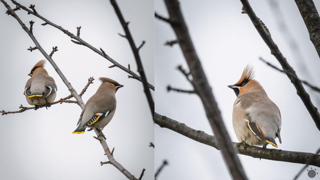 Na Slovensko zavítal vzácny hosť, ktorý sa objavuje len počas niektorých zím