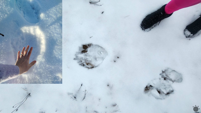 Medvede ešte nespia. Pod Tatrami upozorňujú na ich zvýšený pohyb