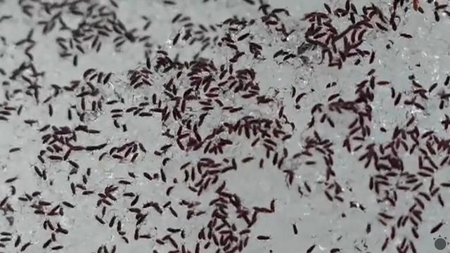 Sneh v Poľsku sčernel a „ožil“. Nejde o znečistenie, ale o prírodný fenomén