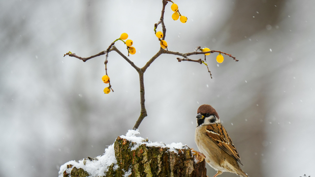 Tri dni mrazu, jeden sviatok a otázka, ktorú si kládli celé generácie: Je toto koniec zimy?