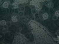 Nepozeráte sa na pleseň, ale na hladinu Dunaja: Čo spôsobilo tento prírodný úkaz?