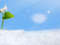 Práve začína snežiť. Prichádza posledné sneženie tejto meteorologickej zimy