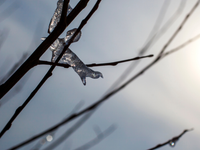 Na Slovensku bude tak teplo, že končia aj nočné mrazy. Koľko nocí mrznúť vôbec nebude?