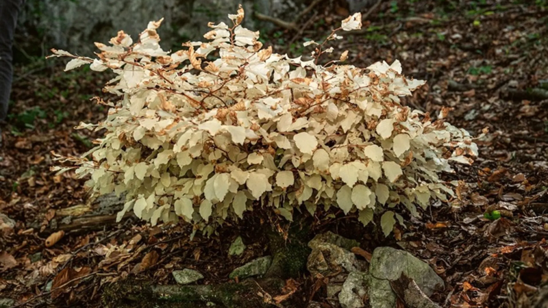 Stále biele listy buku prekvapujú vedcov, zdroj: AV ČR