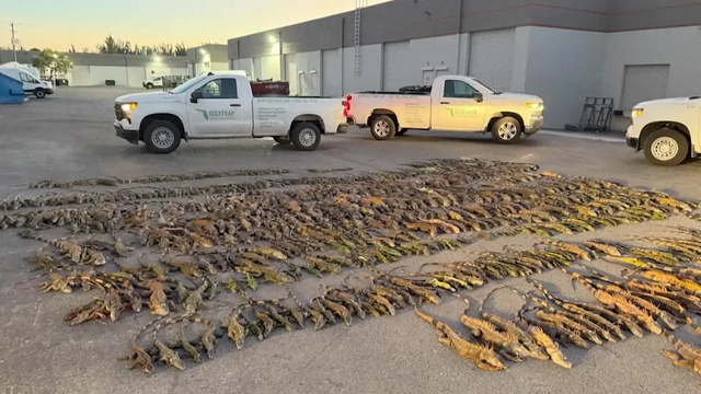 Už to prestáva byť sranda: Leguány pršia z oblohy, z ulíc vyzbierali 1 500 jašterov