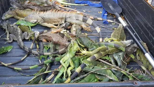 Je taká zima, že z oblohy „pršia leguány“