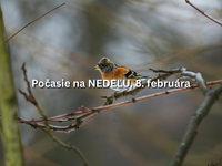 Predpoveď počasia na nedeľu, 8. februára: Oteplenie končí, prichádza zima