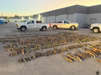 Už to prestáva byť sranda: Leguány pršia z oblohy, z ulíc vyzbierali 1 500 jašterov