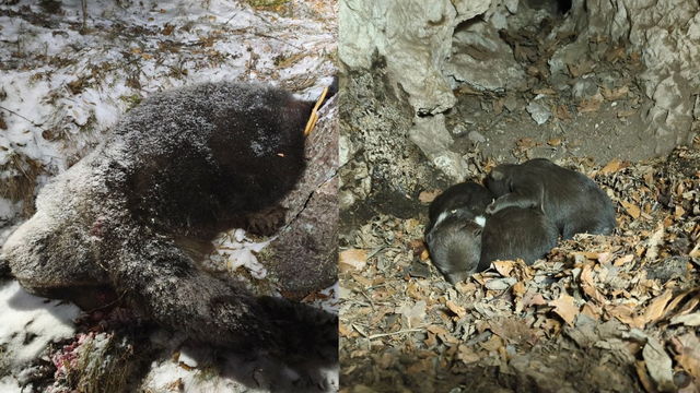 Video: Bojnická ZOO prijala tri osirelé medvieďatá, ktorých matku zastrelili