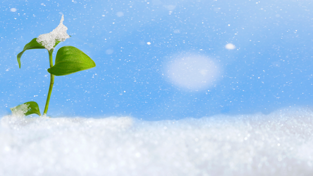 Práve začína snežiť. Prichádza posledné sneženie tejto meteorologickej zimy