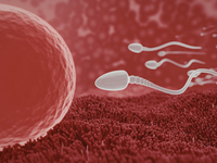 Zaujímavé zistenie vedcov: Kvalita spermií sa mení podľa ročných období