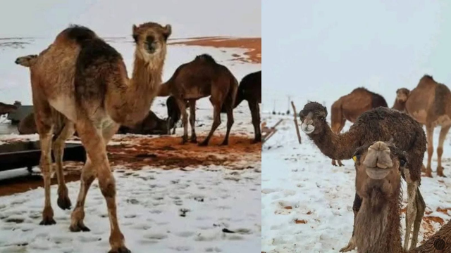 Zima sa stále nevzdáva: Púšť pokryla snehová nádielka