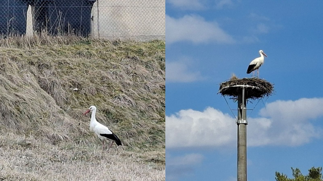 Jar v Kežmarku hlási návrat: Obľúbený bocian Hugo je späť