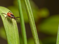 Slnko láka do prírody a záhrad. Pozor na kliešte!