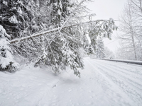 Pod ťažkým snehom sa už lámu stromy, čoskoro však príde úľava od sneženia