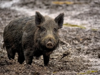 V Rajeckej doline padlo podozrenie na africký mor, potvrdili ho v dvoch revíroch