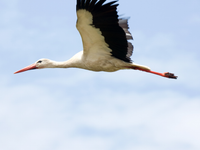 Bociany sa vracajú do strednej Európy. Podľa odborníkov je to skoro