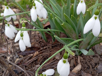 Na juhu už kvitnú marhule a snežienky hlásia aj z Oravy. Mrazom však ešte nemusí byť koniec