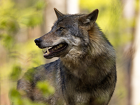 Obľúbenú dovolenkovú destináciu Slovákov ohrozujú vlky. Potulujú sa voľne neďaleko pláží