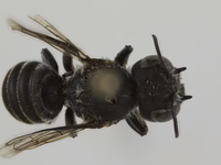 Vedci skúmajú druh čiernej včely. Nazvali ju Lucifer