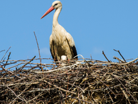 Prvý bocian dorazil na Slovensko. Ornitológovia hlásia návrat prvého posla jari