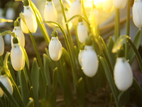 Jar už oficiálne odštartovala. Prečo meteorológovia volia práve 1. marec?