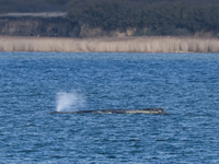 Záchranu veľryby v Nemecku môžete sledovať LIVE. Jej stav sa zhoršuje