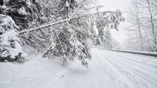 Pod ťažkým snehom sa už lámu stromy, čoskoro však príde úľava od sneženia