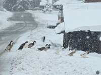 FOTO: Zimná rozprávka na severe Slovenska končí. Teraz prichádza prudký zvrat a jarné teploty